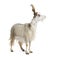 Female Girgentana goat, sicilian breed, isolated on white