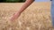 Female girls hand feeling the top of a field of golden barley, corn or wheat crop