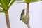 Female Glittering-Bellied Emerald hummingbird, Chlorostilbon Lucidus, feeding her two chicks in their nest, Brazil