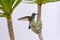 Female Glittering-Bellied Emerald hummingbird, Chlorostilbon Lucidus, flying back to her nest, Brazil