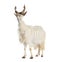 Female goat Girgentana looking back, sicilian breed, isolated on white