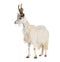 Female goat Girgentana, sicilian breed, isolated on white