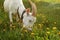 Female goat grazing, eating grass on meadow full of dandelions,