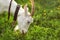 Female goat grazing on green grass, meadow with dandelions in ba