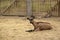 Female goat laying on the farm.