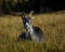 Female goat lying in grass