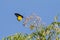 Female Golden Birdwing butterfly in bright yellow and black feed