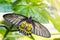 Female Golden Birdwing Troides aeacus butterfly