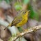 Female Golden Bush Robin