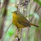 Female Golden Bush Robin