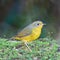 Female Golden Bush Robin