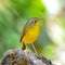 Female Golden Bush Robin