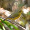 Female Golden Bush Robin