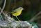 Female Golden Bush-Robin (Tarsiger chrysaeus)