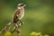 The female of Golden-crowned Flycatcher at the coastline of Ecuador