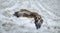 Female golden eagle hunting in the snowy field