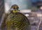 Female golden pheasant face in closeup, tropical bird specie from china and america