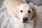 Female golden retriever puppy dog with loving eyes