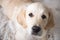 Female golden retriever puppy dog with loving eyes