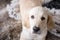 Female golden retriever puppy dog with loving eyes