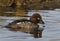 Female Goldeneye duck