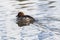 Female goldeneye duck bucephala clangula swimming