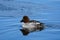 Female goldeneye duck hen swimming