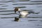 Female goldeneye starts to dive under water