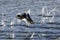 Female goldeneye taking off from water