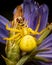 Female goldenrod crab spider capturing a hoverfly. Misumena vatia.