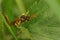 A female Gooden's nomad bee, Nomada gooedniana, hiding between leafs