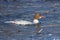 Female goosander