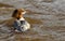 Female Goosander