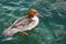 Female Goosander