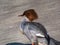 Female of goosander common merganser standing on the concrete shore of the river dam