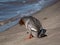 Female of goosander common merganser standing on the concrete shore of the river dam and cleaning its feathers