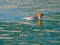 Female Goosander duck swimming in green lake in Austria, Europe