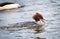 A female goosander Mergus merganser