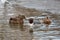 Female Goosander Mergus merganser