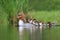 Female goosander, mergus merganser, and babies.