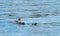 Female goosander (mergus merganser) and babies