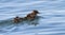 Female goosander, mergus merganser, and babies