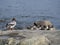 Female goosander Mergus merganser family with chicks on a sunny summer day on a river bank on a rock