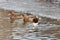 Female Goosander Mergus merganser in foreground