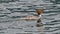 Female goosander swims on the lake