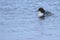 Female goosander in water