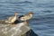 Female goosanders Mergus merganser standing on the rock with its chicks