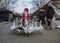 Female goose girl walks with a group of geese