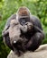 Female gorilla caring for young