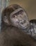 Female gorilla closeup portrait